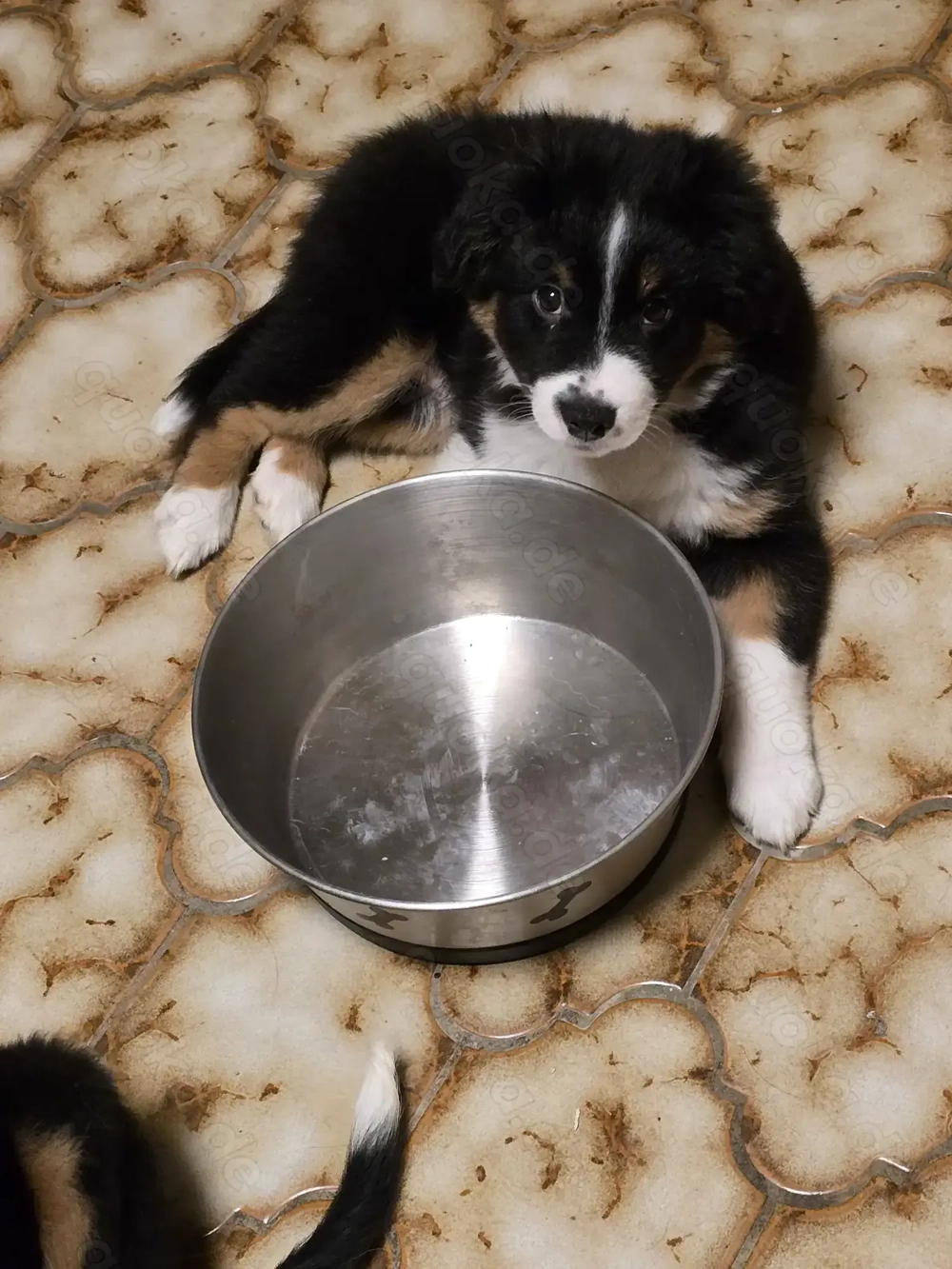 Border Colie Australien Shepard Welpen 