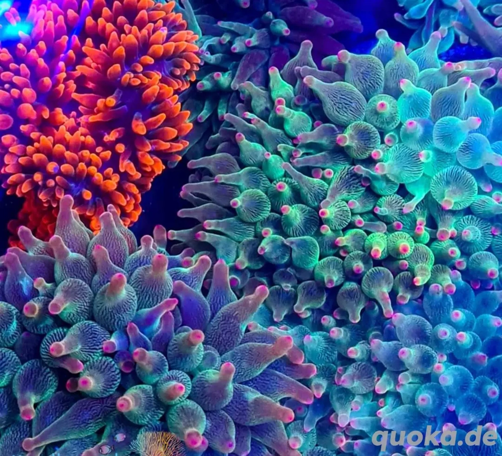 Meerwasser Aquarium Korallen Anemone fungia 