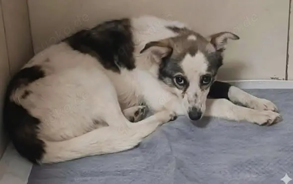 Mascha - hast du ein Körbchen frei?