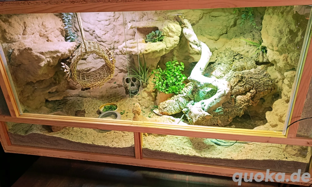 Zahme kleine Bartagame mit oder ohne Terrarrium 