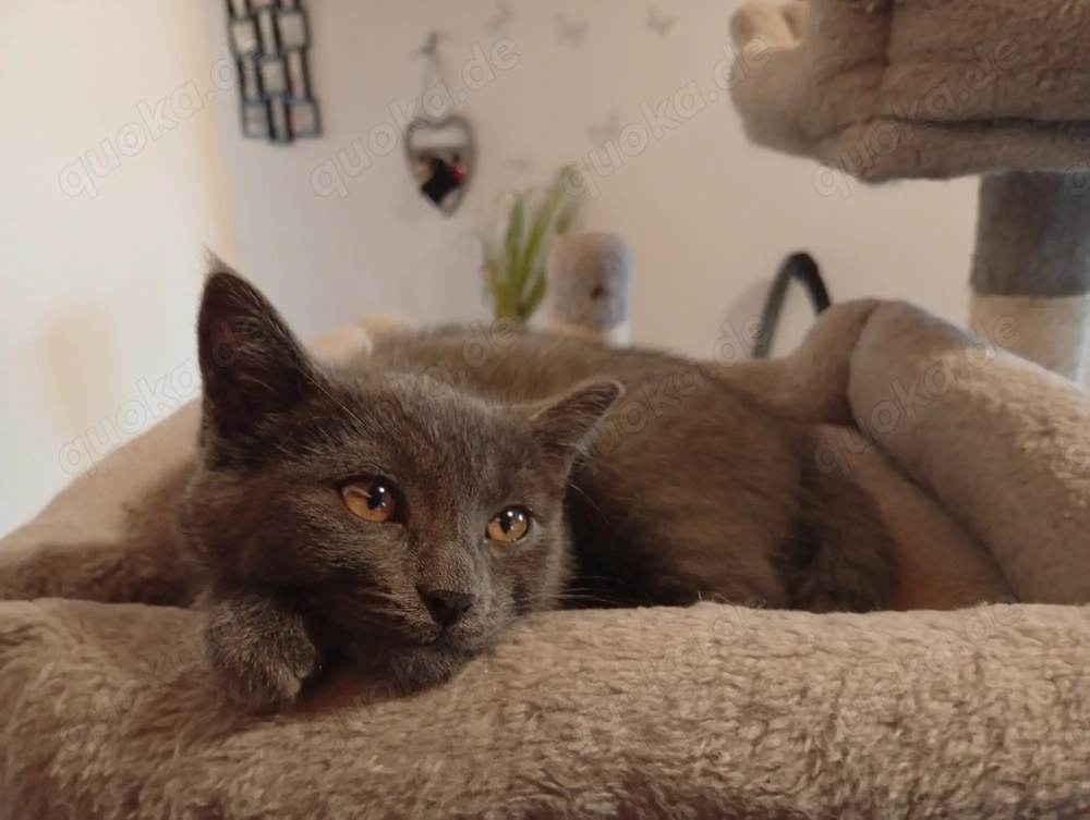 Zuckersüßes Kätzchen such liebevolles Zuhause 