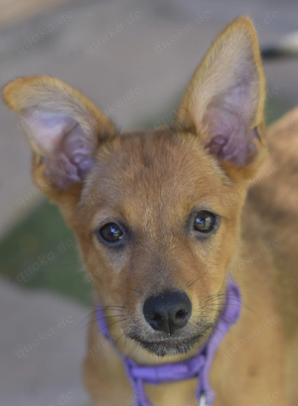 Iguala - verspielte Mischlingshündin sucht ihre Familie