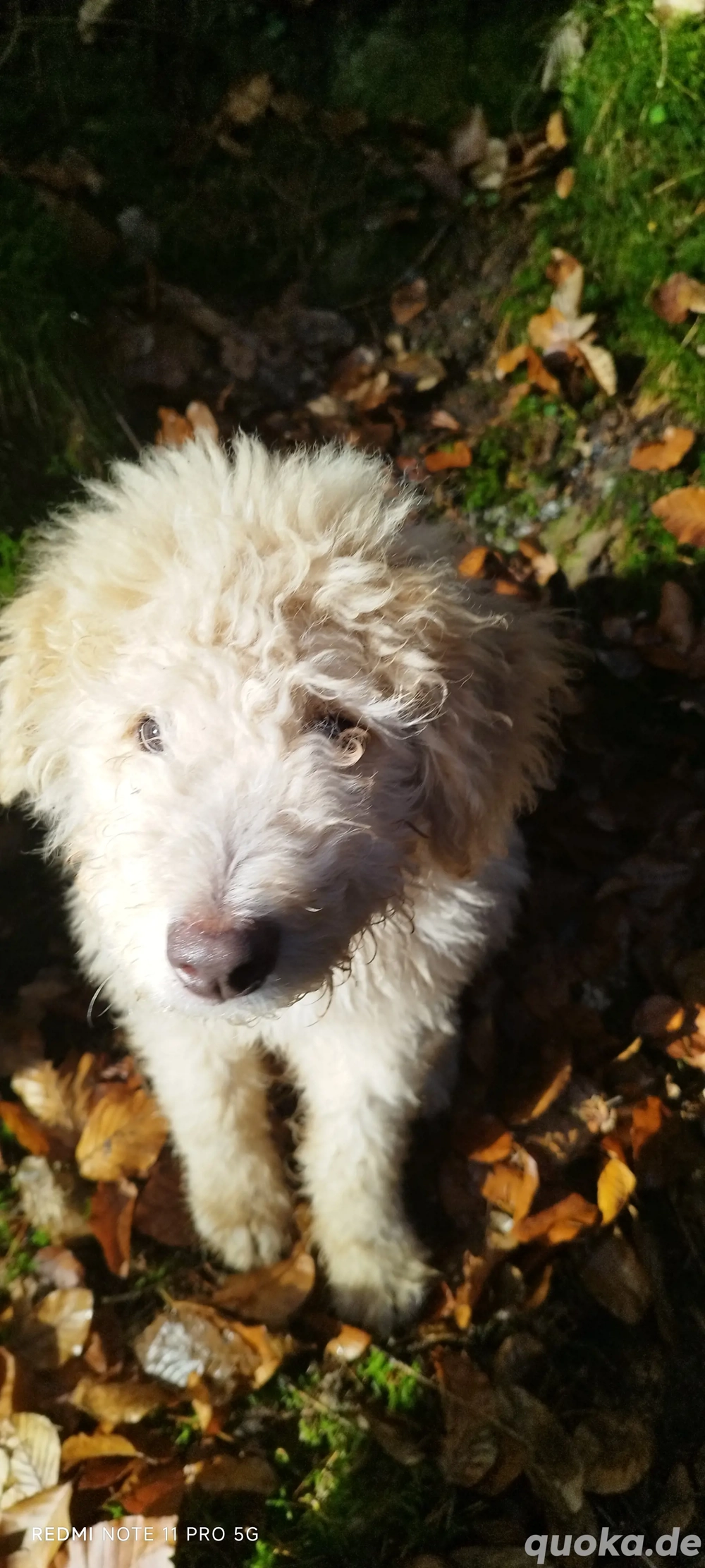 Doodle, Border Doodle Welpen, Allergiker geeignet! 