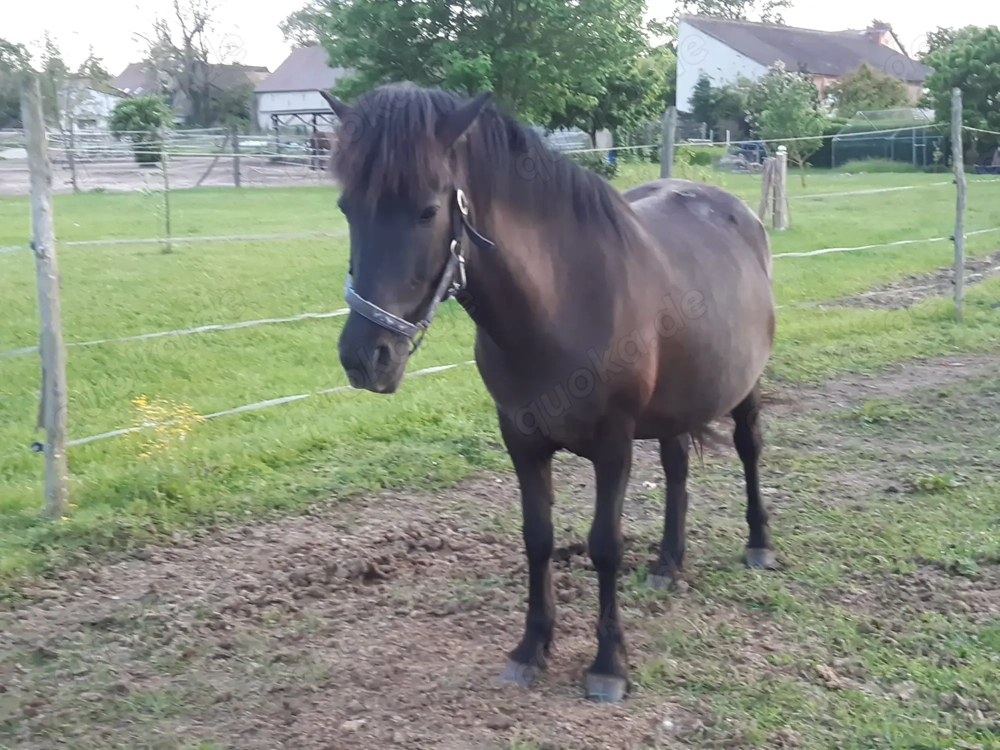 6 jährige Dunkelbraunfalbstute zu verkaufen 