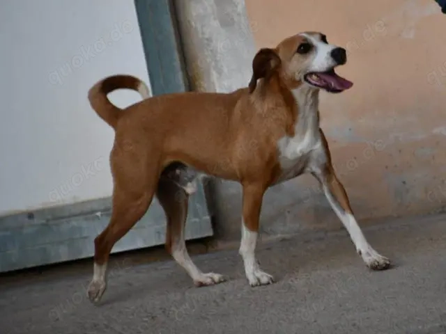 Linus sucht sein Zuhause (noch auf Sardinien)