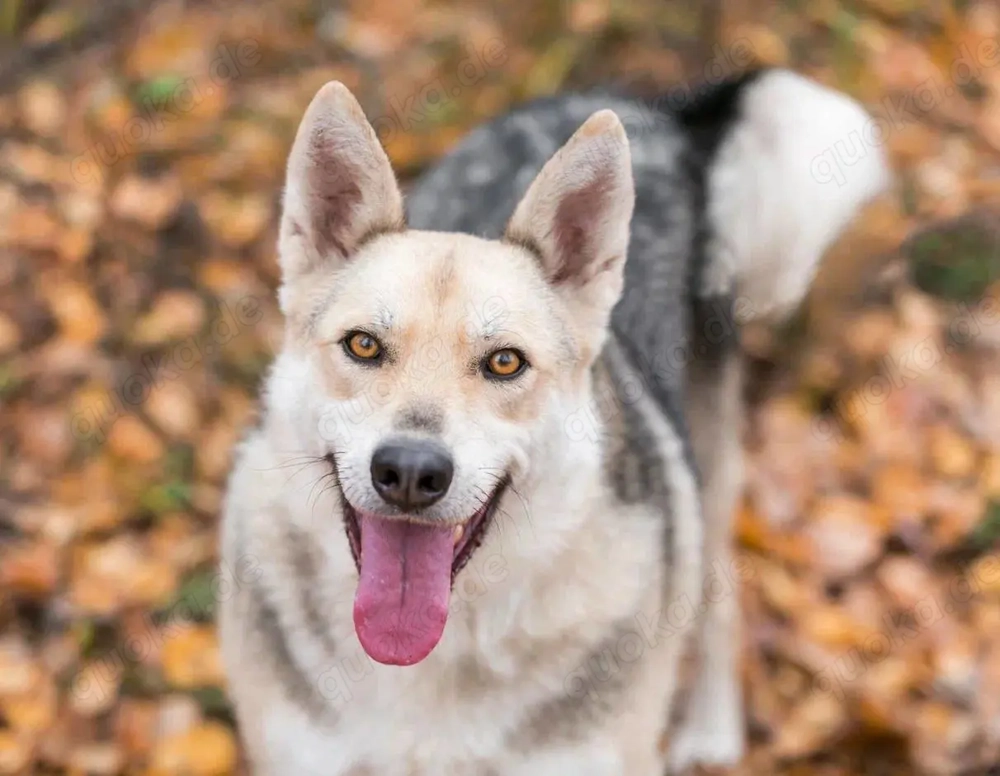 Freundlicher und aktiver Ford sucht seine Familie 