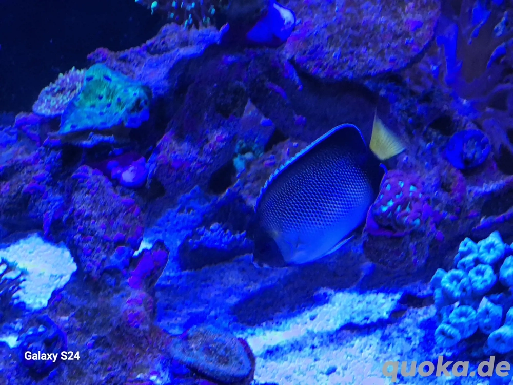 Indischer Rauchglas Kaiserfisch 