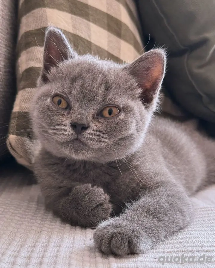 Britisch Kurzhaar (weiblich)