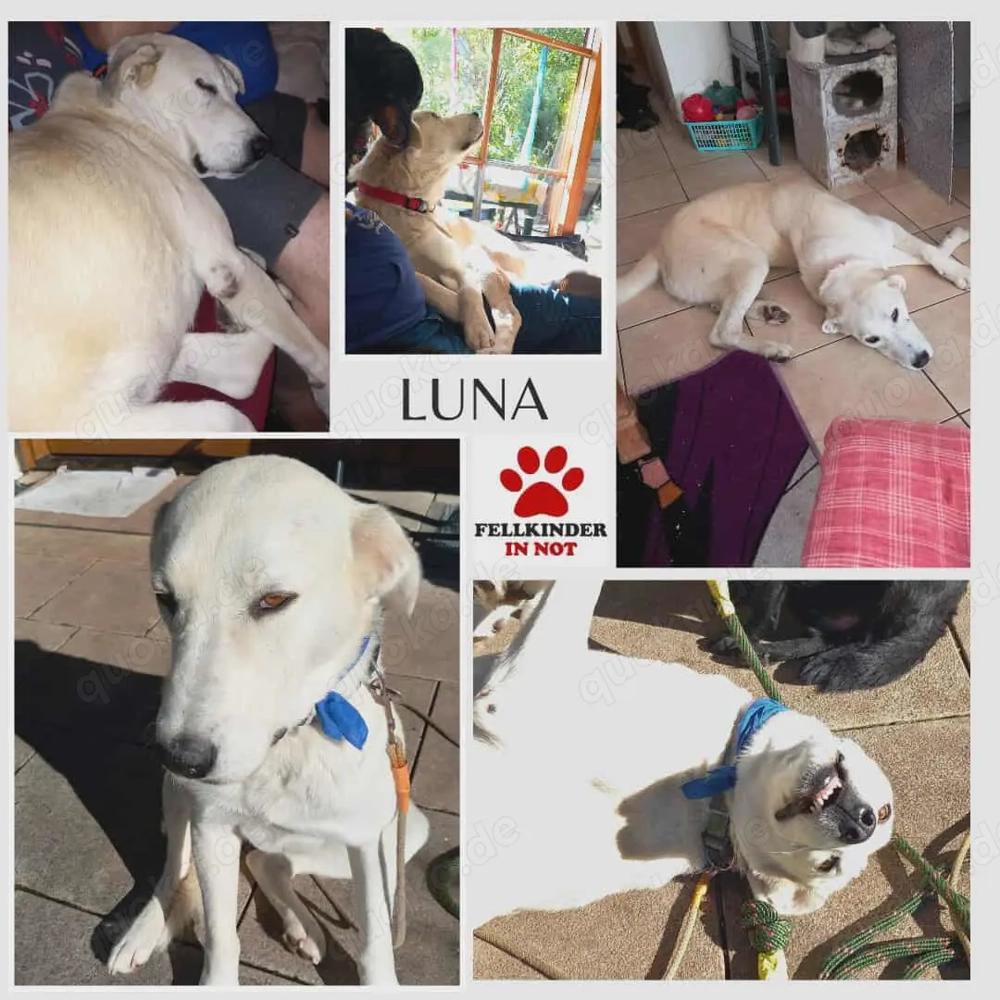Traumhund Luna große Hündin Mischling katzenverträglich sucht Zuhause für immer