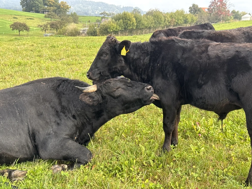 Bio 100 % Fullblood Wagyu-Herde   12 Tiere, DNA-Zertifikat, Weidehaltung