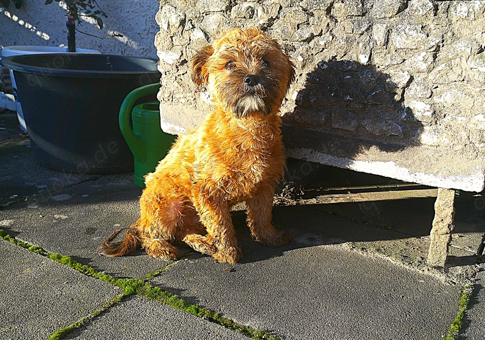 Havaneser Junghunde abzugeben