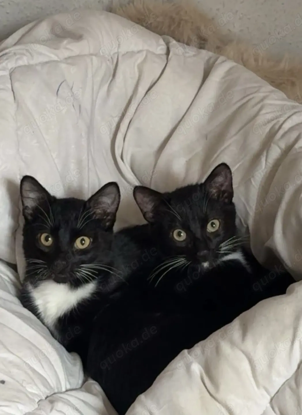 Kätzchen zu verkaufen 