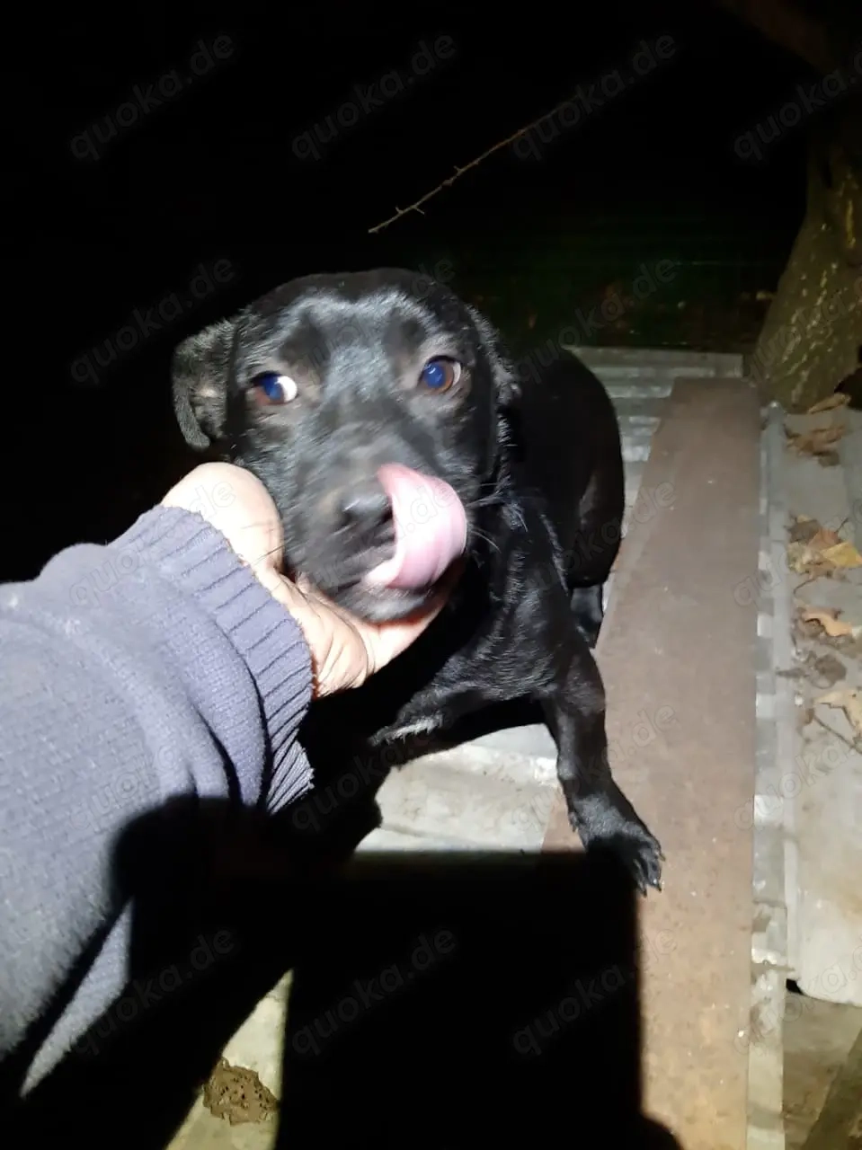 Krümmel   Ein kleiner Sonnenschein sucht sein Für-immer-Zuhause