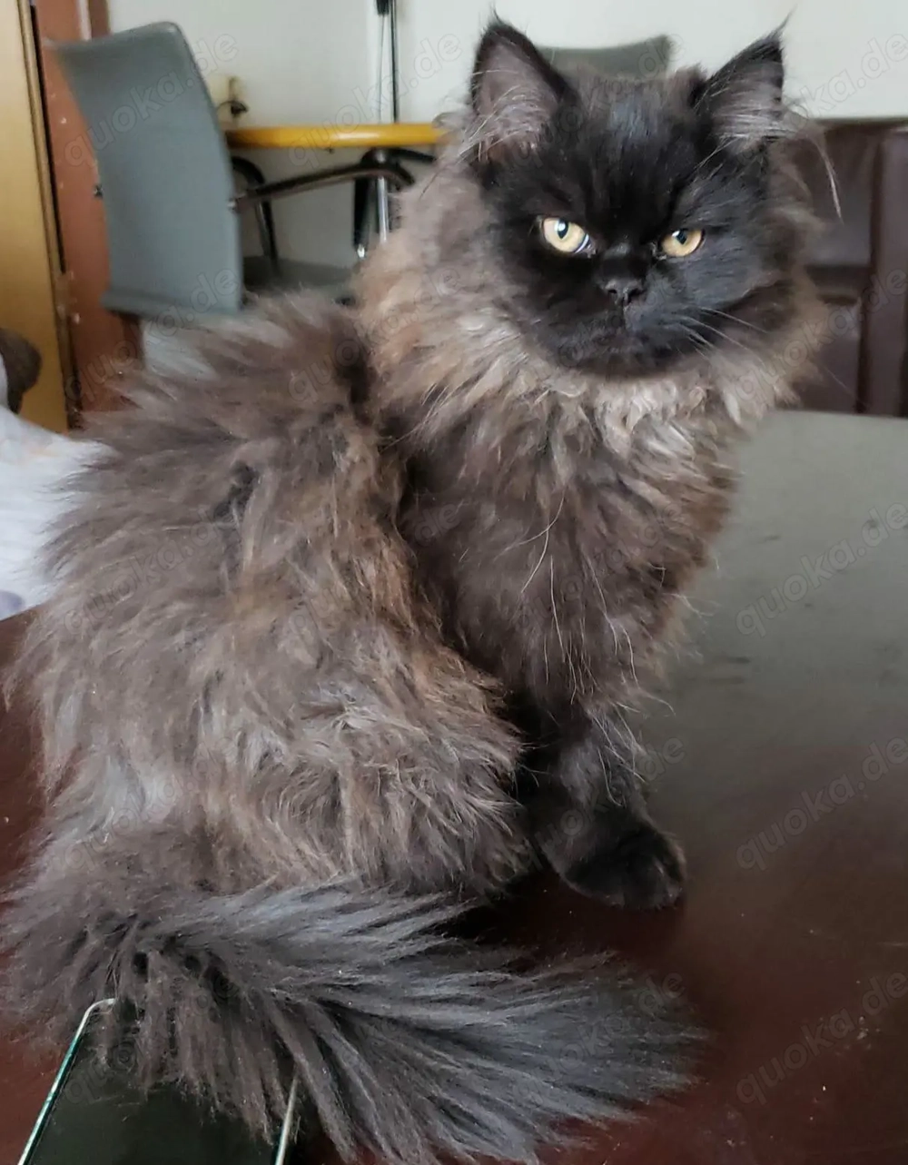 Britisch langhaar BLH reinrassig ohne Stammbaum 