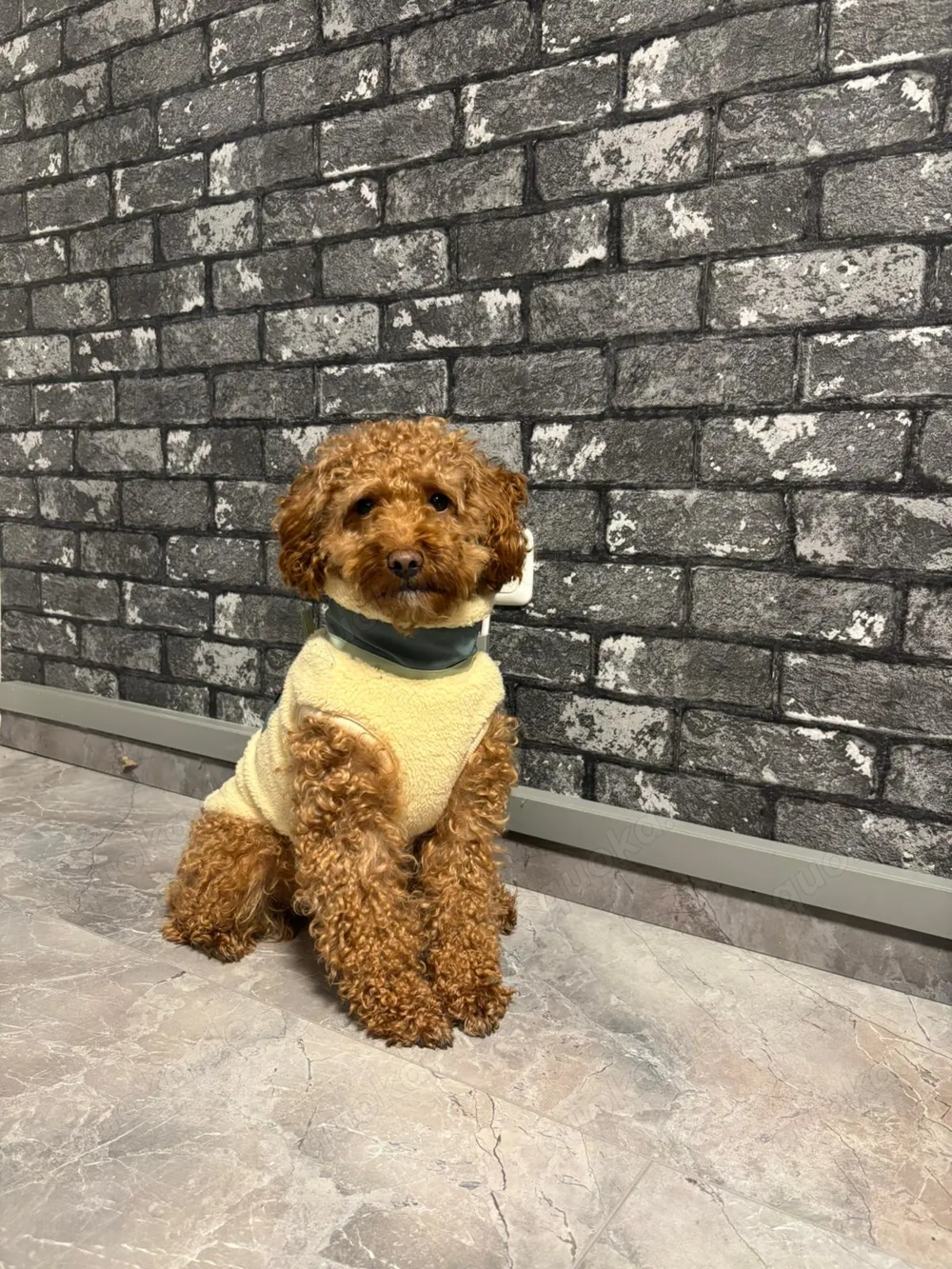 Zwergpudel (Deckrüde)