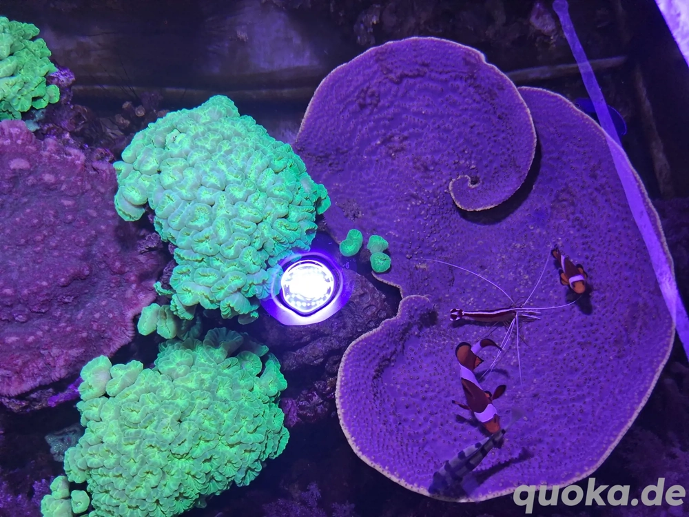 Montipora Koralle