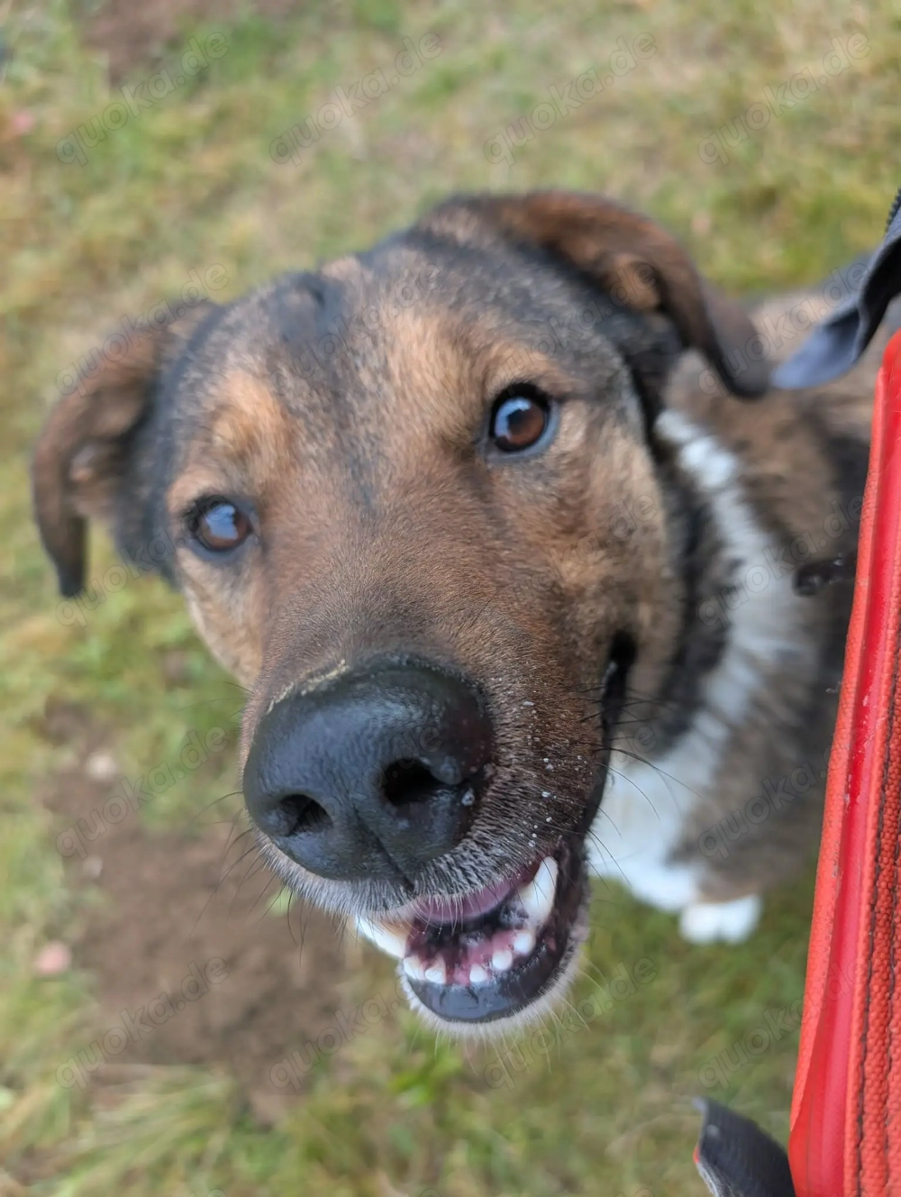 Sharo, dein neuer bester Freund auf 4 Pfoten
