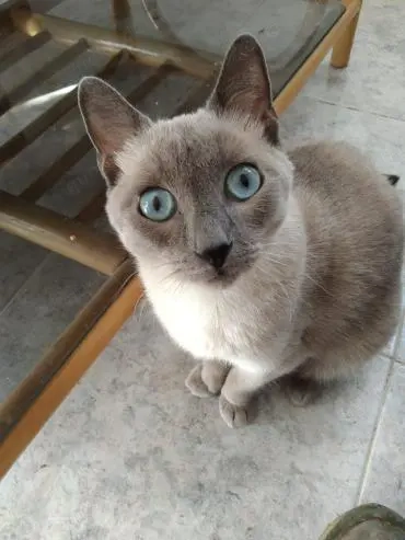 Notfellchen Clara (ALM)