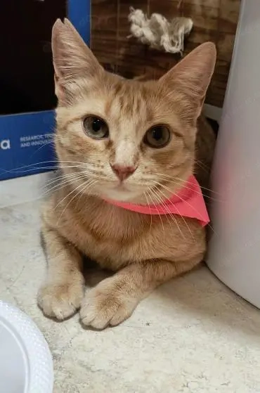 zauberhafte Lulu (ALM)