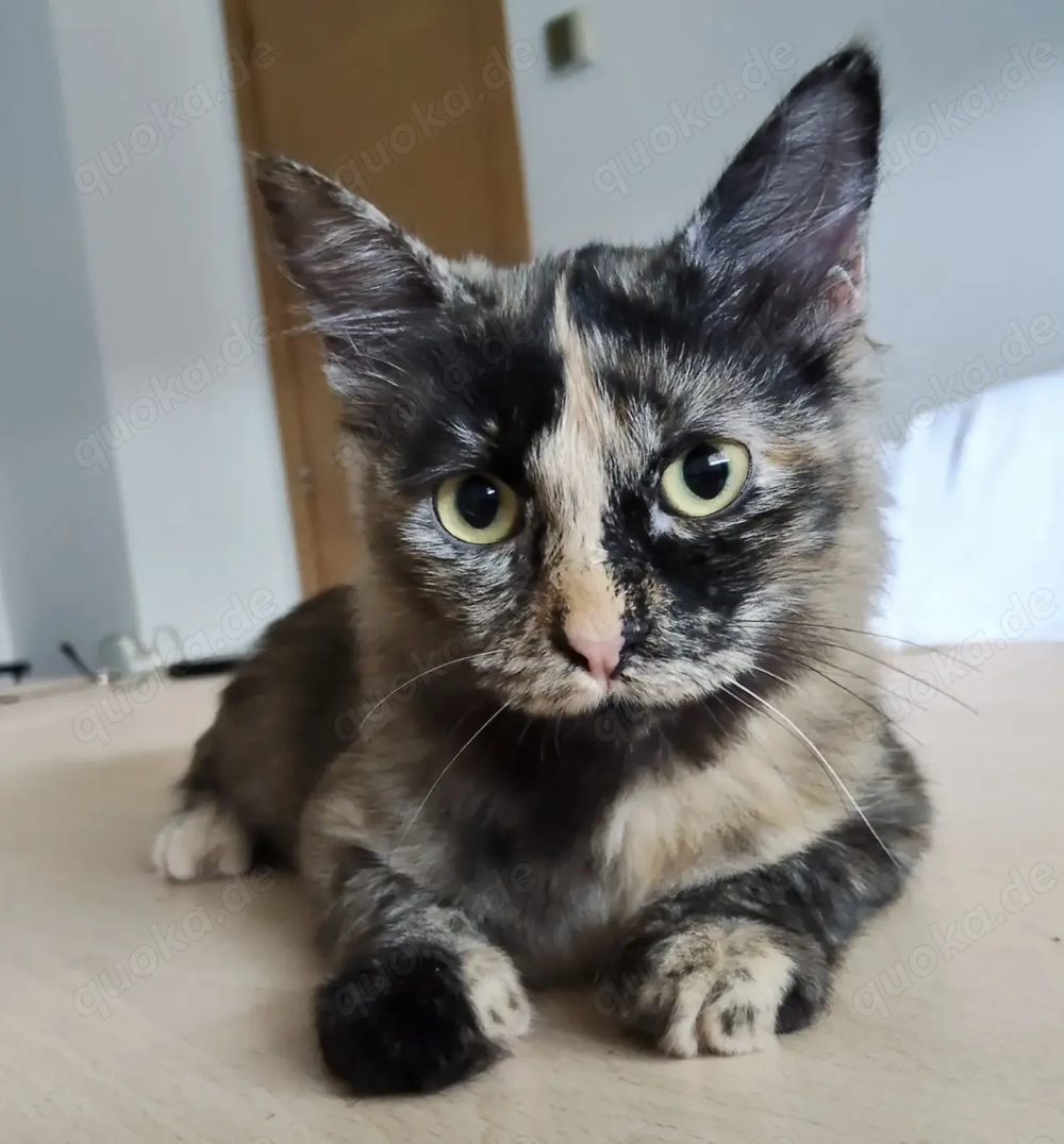 MARIMBA- etwas schüchtern, verspielt, friedvoll