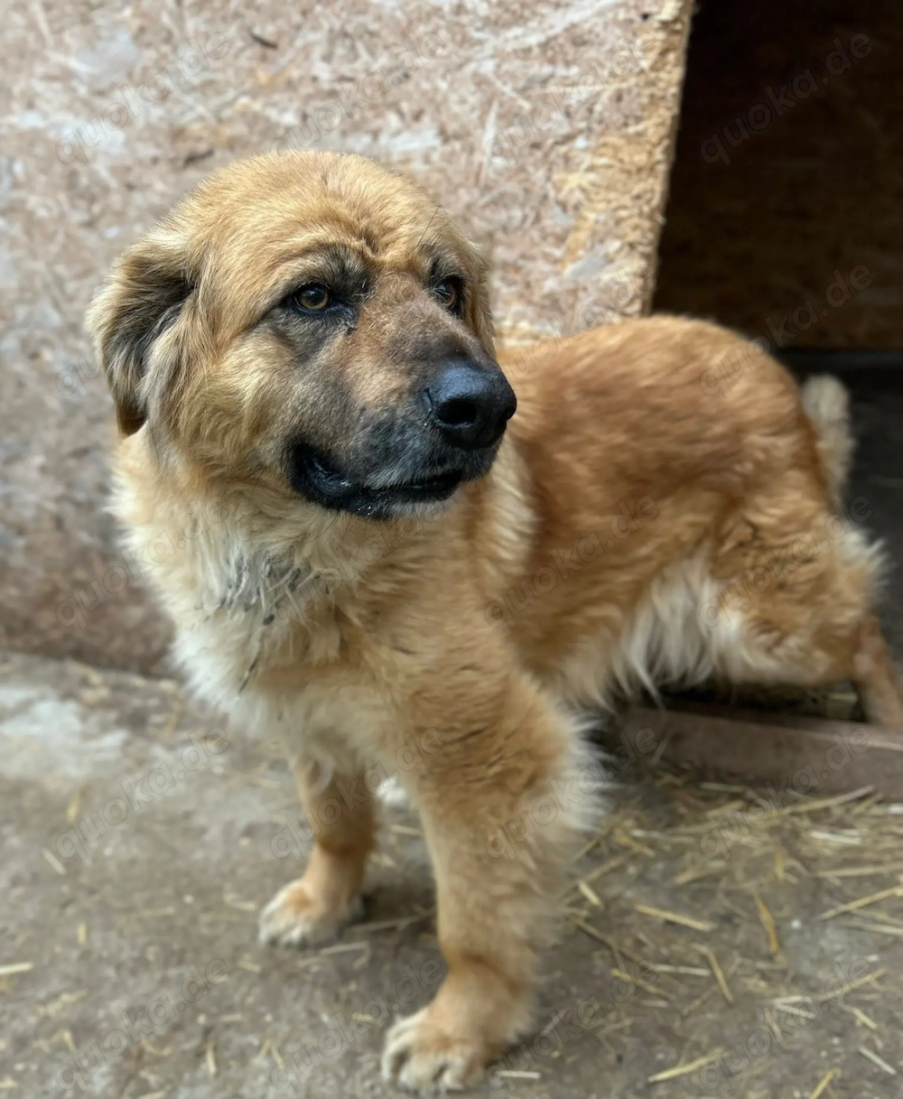 NOTFALL: Clara ist blind und fühlt sich schrecklich verloren im Zwinger 