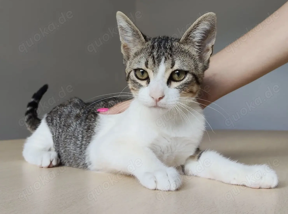 CAIRO- aufgeschlossen, gesellig, verschmust