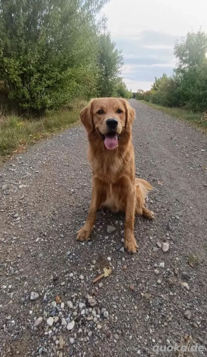 Golden Retriever Deckrüde