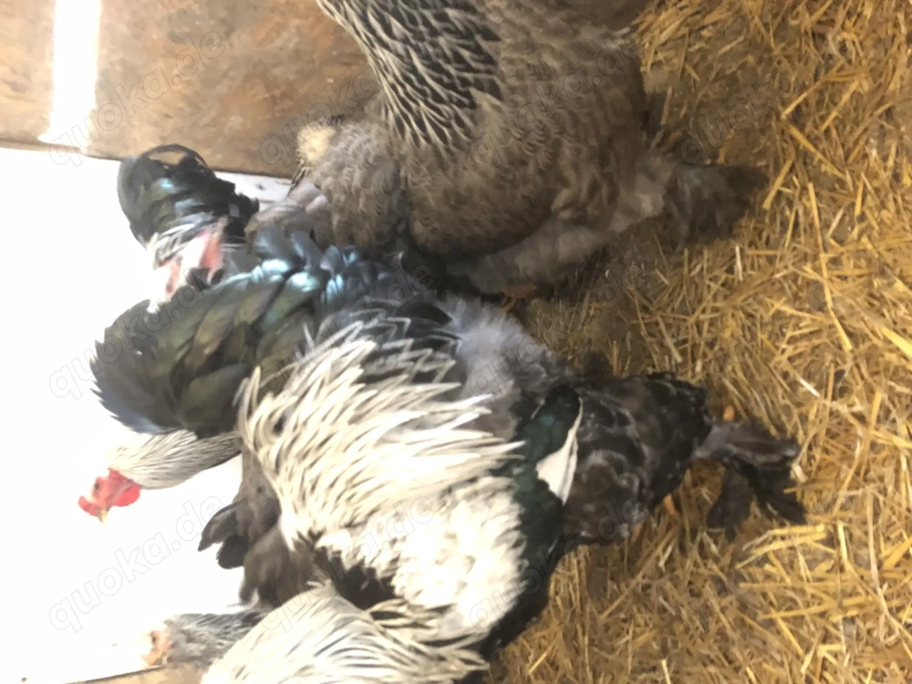 Brahma groß zu verkaufen