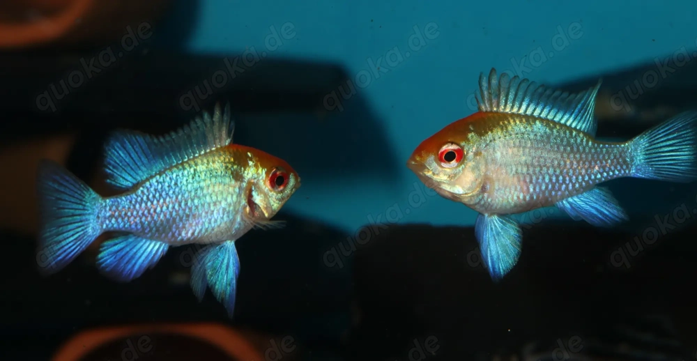 Schmetterlingsbuntbarsch - Mikrogeophagus ramirezi Electric Blue