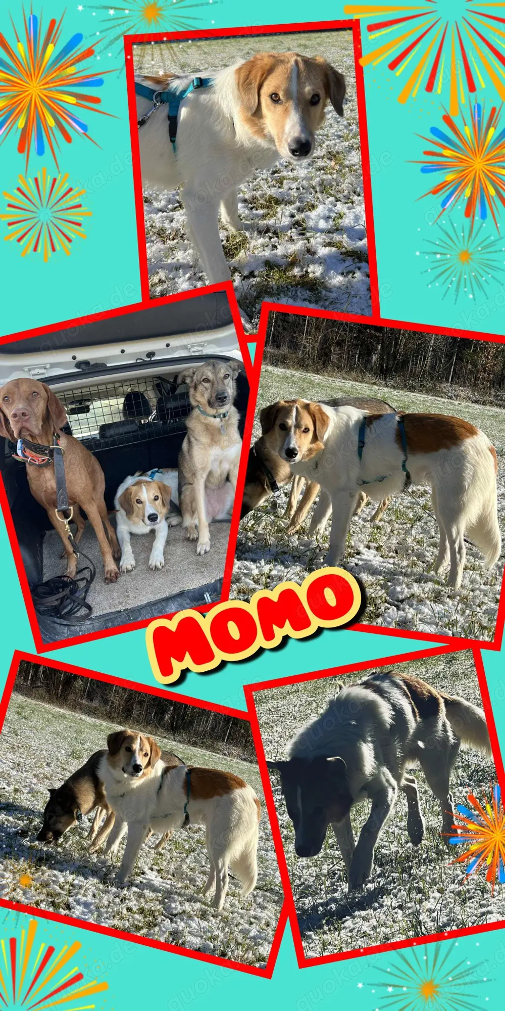 lieber, wunderschöner, menschenbezogener Rüde "Momo" sucht ein liebevolles Zuhause