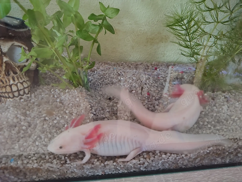 Axolotl Jungtiere 