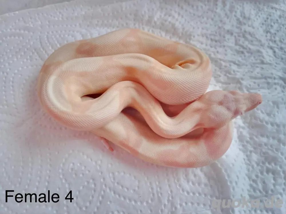 Boa Consrtictor Imperator Sharp Snowglow Flamingo S Line