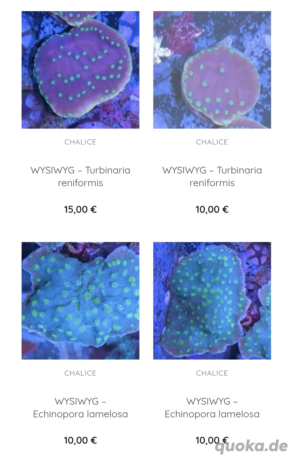 Korallen SPS LPS Scheibenanemonen Krustenanemonen 