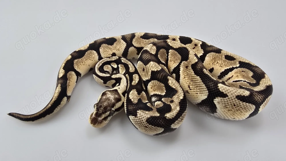 0,1 Python regius, Königspython "Pastel" DNZ 2024