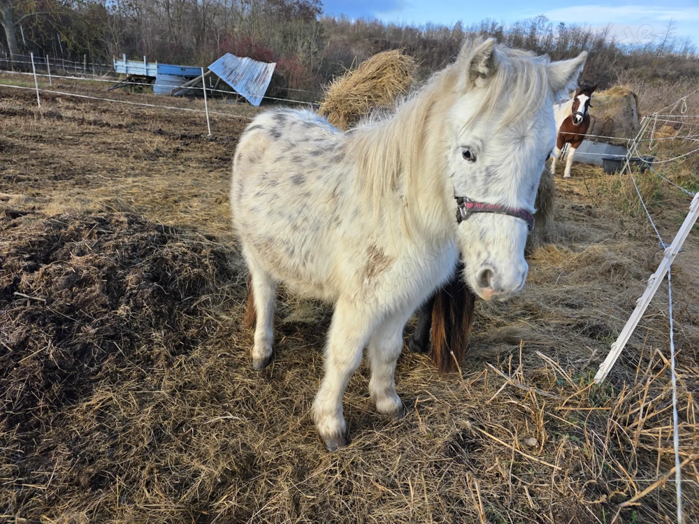 Zwei Ponyhengst zu verkaufen 