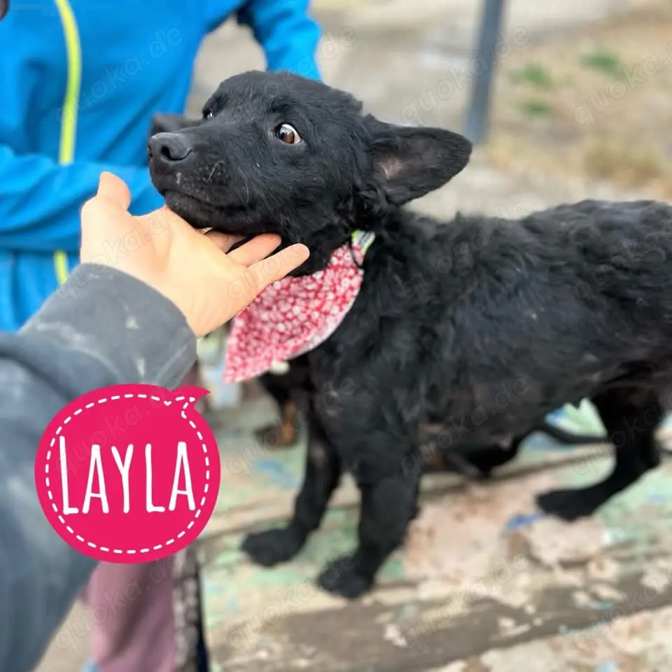 Layla, wunderhübsche Mudi Mix Hündin