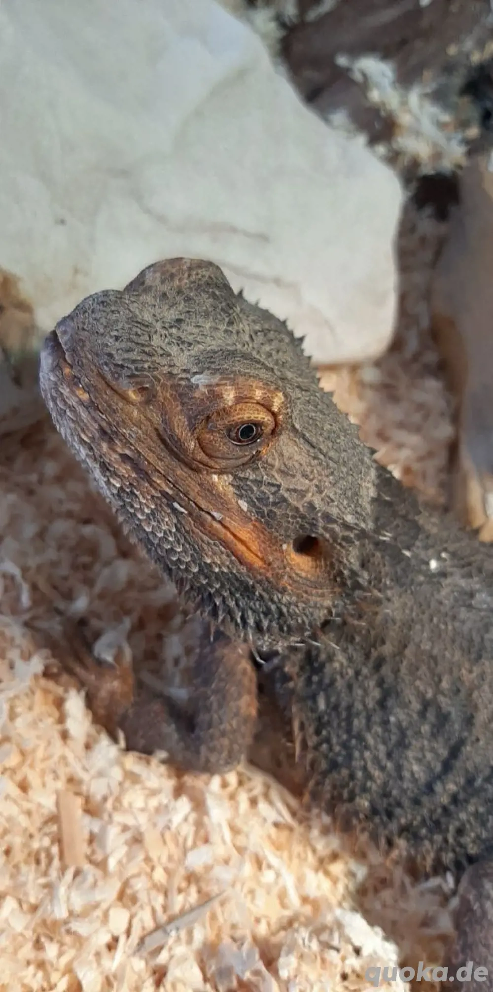 terrarium mit bartagame 