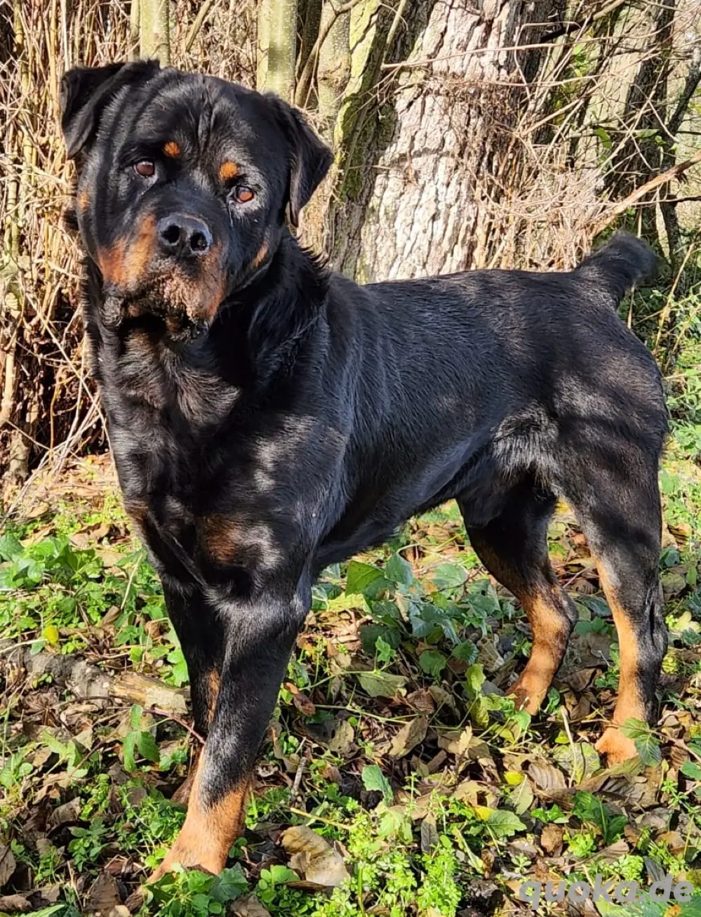 Rottweiler Deckrüde 