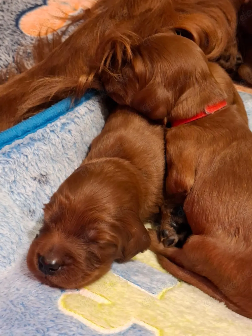 Irish Setter Welpen, VDH Zucht