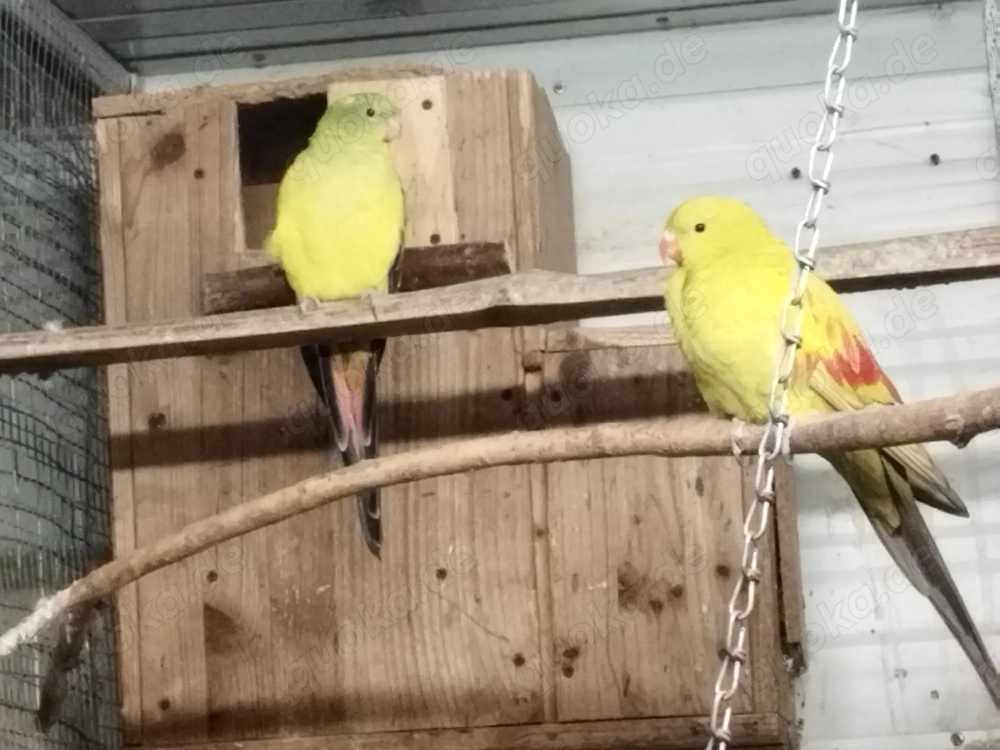 bergsittich zuchtpaar