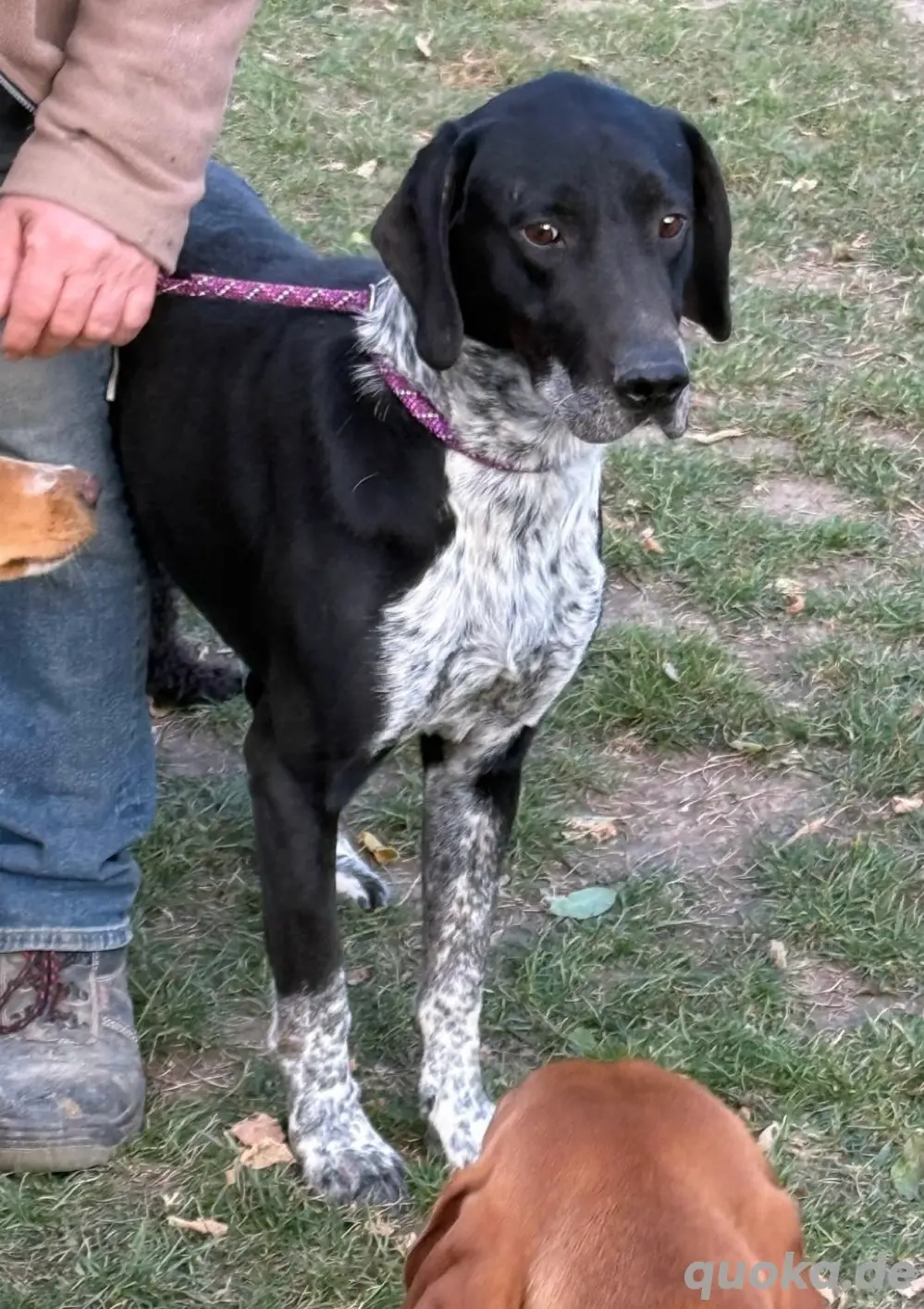 Der ruhige Sammy sucht liebe Menschen *noch in Ungarn*