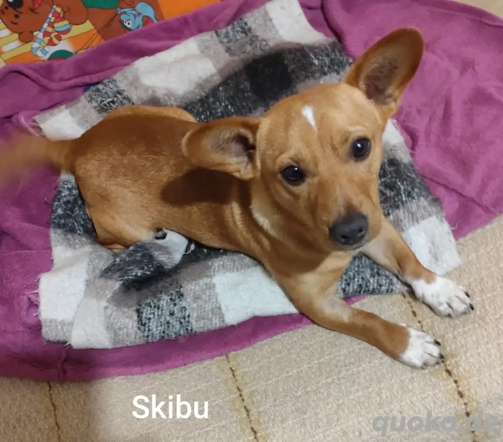 Skibu - 8kg gute Laune suchen wundervolle Menschen * noch in Kroatien* *