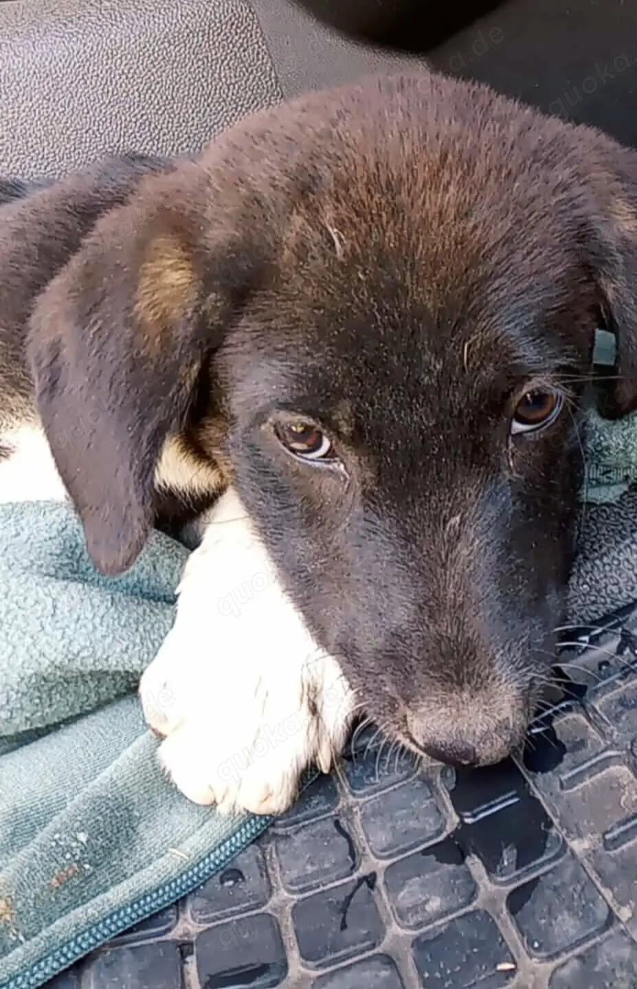 Doinela sucht dringend ein Zuhause