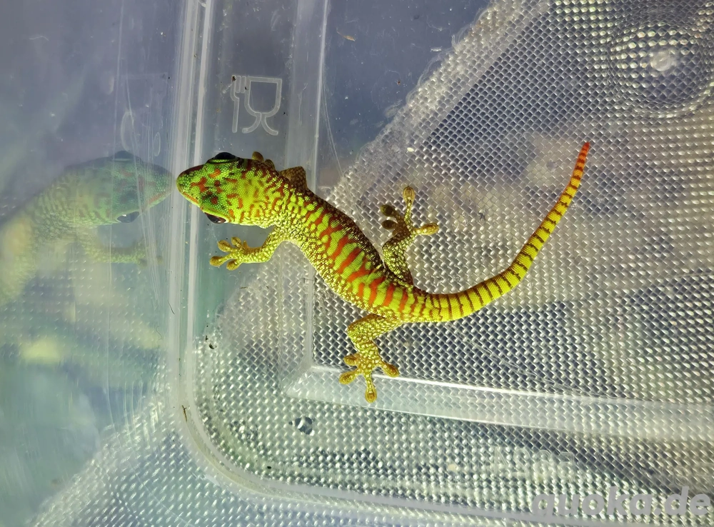 Phelsuma grandis high red