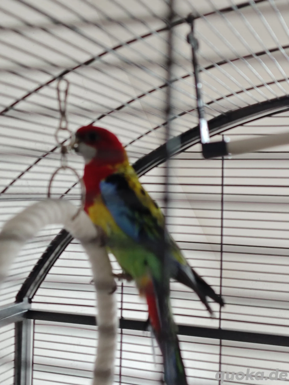 rosellasittich mit Käfig 