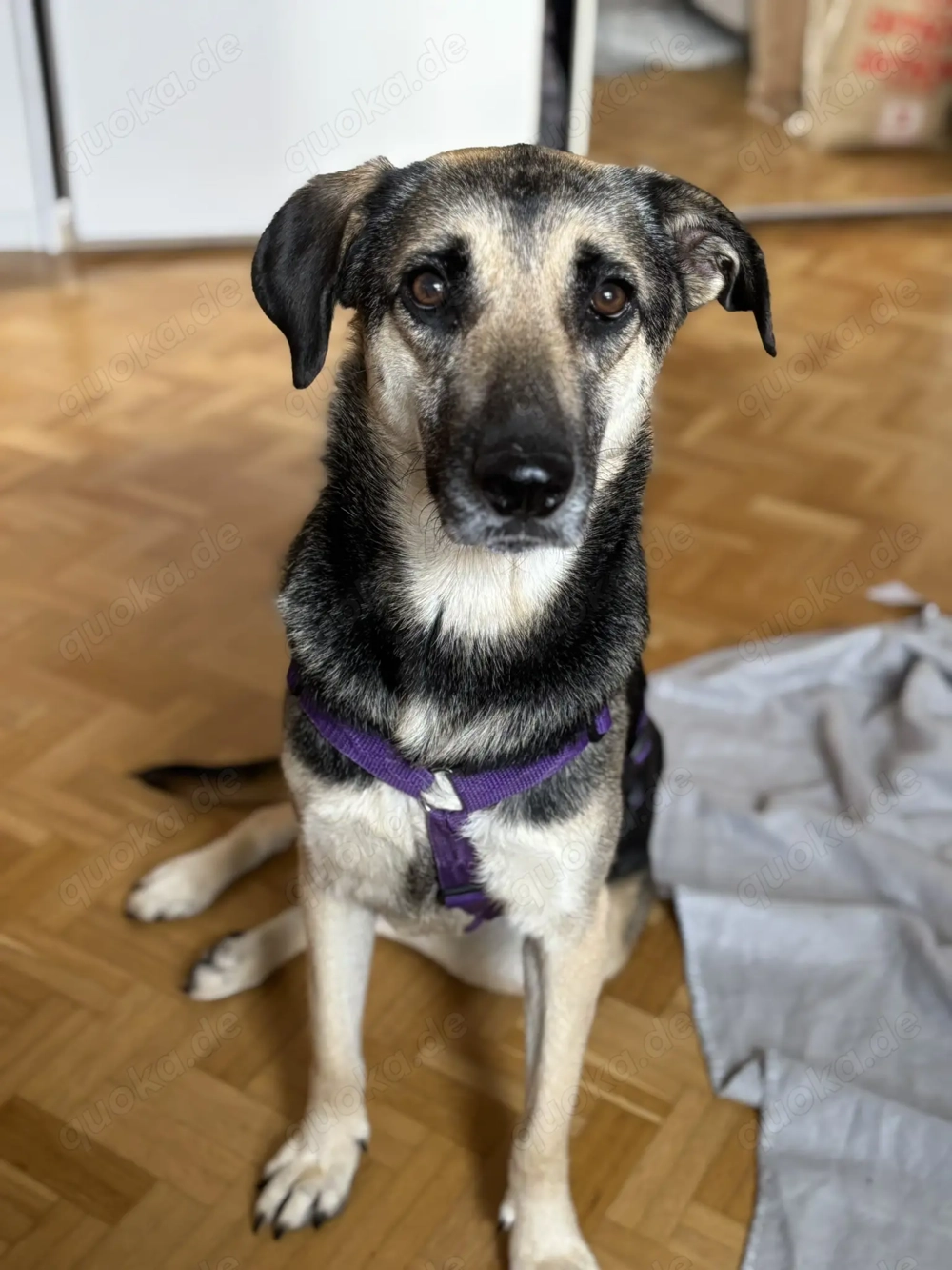 Mischlingshündin Medea sucht Ihr Zuhause