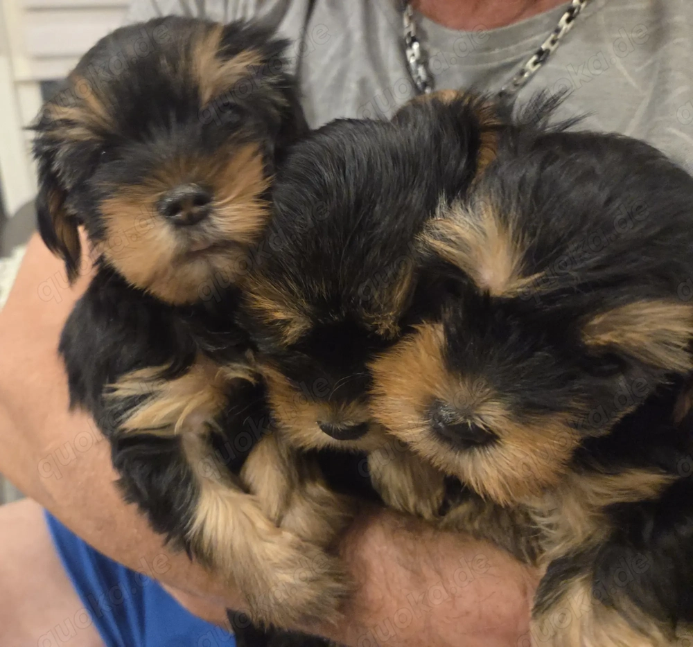 Drei süße Yorkshire Terrier Welpen Rüden 