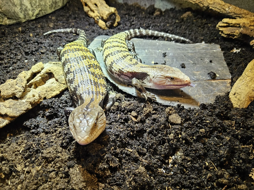 Blauzungenskinke  Tiliqua scincoides evanescence wieder da 