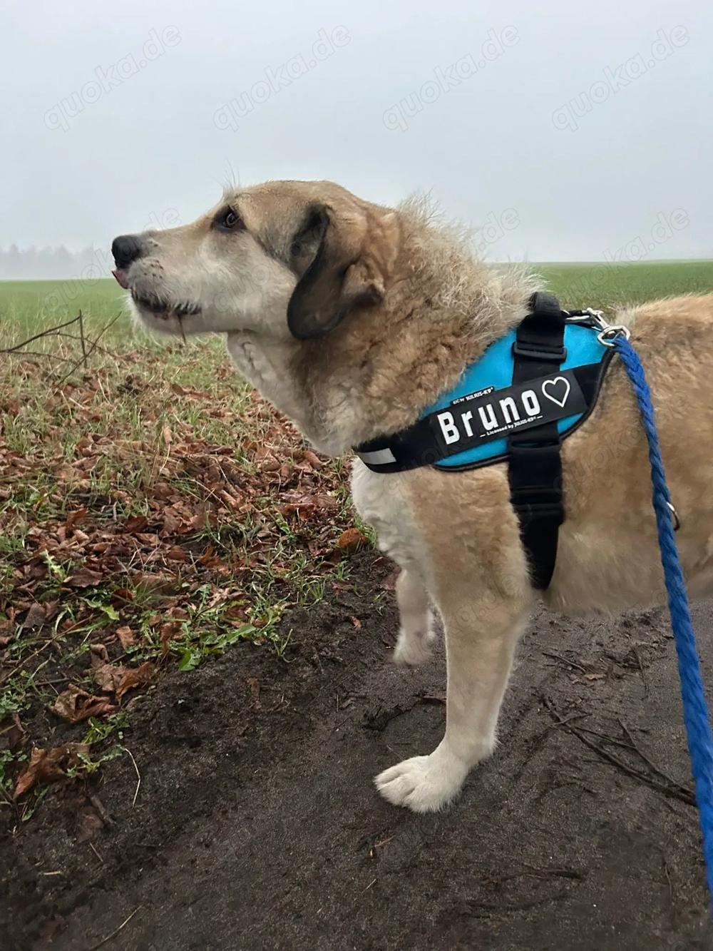 Kangal Mix in liebevolle Hände abzugeben