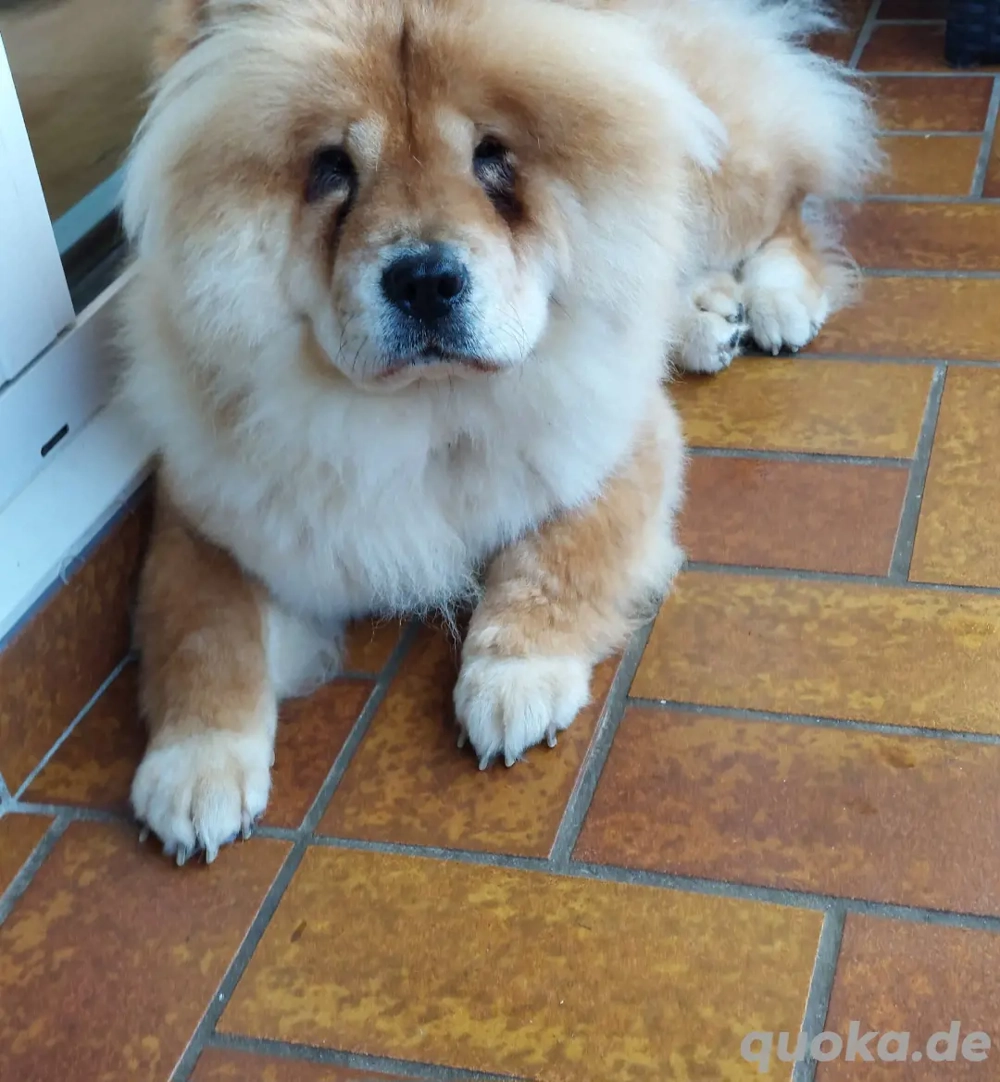 chow chow sucht ein neues Plätzchen 